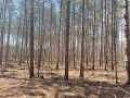 Rice Lake Land Real Estate