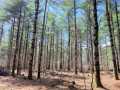 Rice Lake Land Real Estate