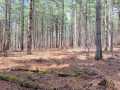 Rice Lake Land Real Estate