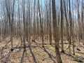 Rice Lake Land Real Estate
