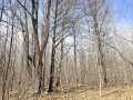Rice Lake Land Real Estate