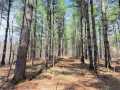 Rice Lake Land Real Estate