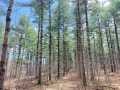Rice Lake Land Real Estate