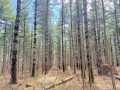 Rice Lake Land Real Estate