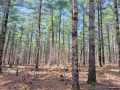 Rice Lake Land Real Estate
