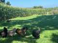 Hixton Farm Real Estate