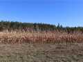 Fairchild Farm Real Estate