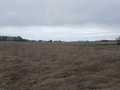 Bloomer Land Real Estate