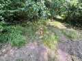 Chetek Land Real Estate