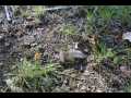 Stone Lake Land Real Estate