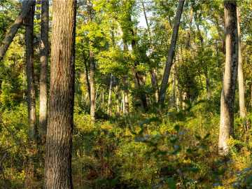 38 acres in Black River Falls