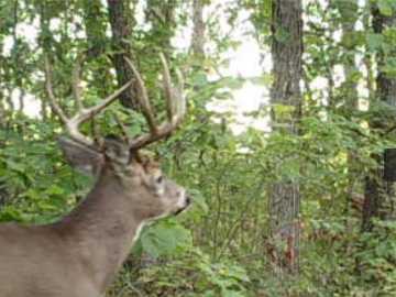 153 acres in St Croix Falls
