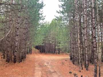 59.2 acres in Grantsburg