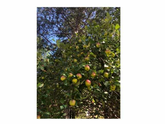 Wascott Residential Real Estate