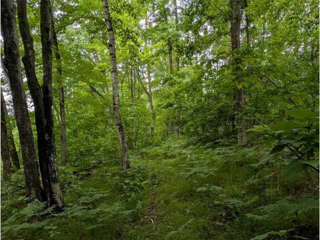 Birchwood Residential Real Estate