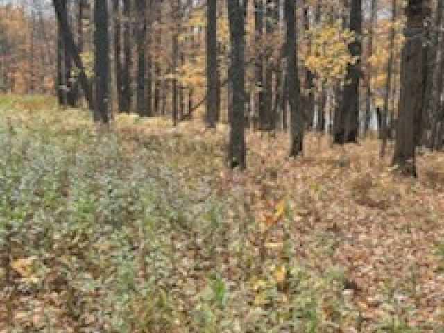 Birchwood Land Real Estate