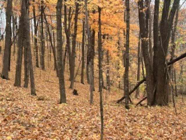 Birchwood Land Real Estate