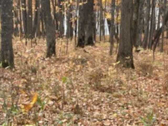 Birchwood Land Real Estate