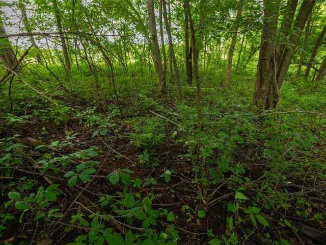 Mondovi Land Real Estate