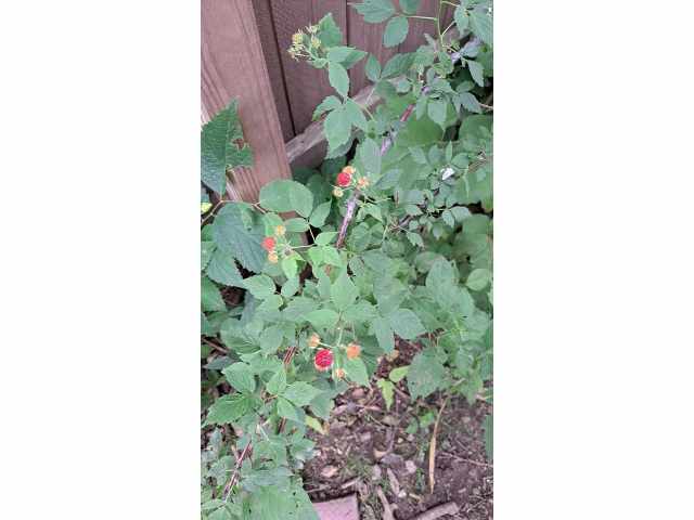 Menomonie Residential Real Estate