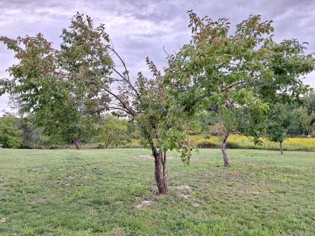 Weyerhaeuser Residential Real Estate