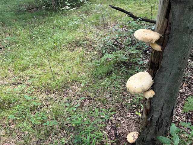 Fairchild Land Real Estate