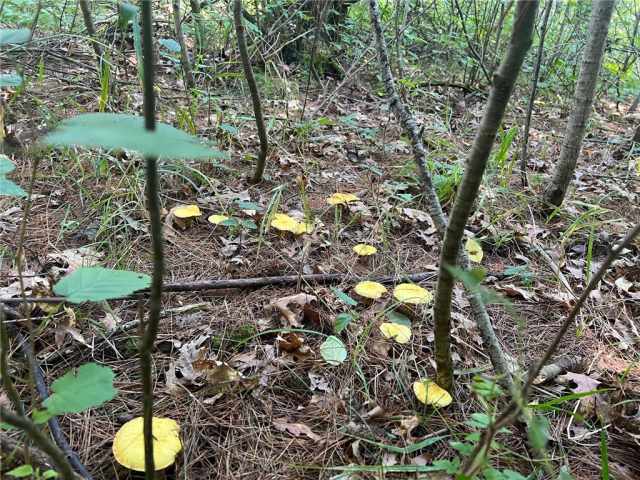 Fairchild Land Real Estate