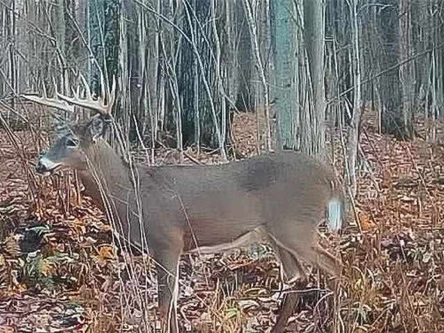 Rice Lake Land Real Estate