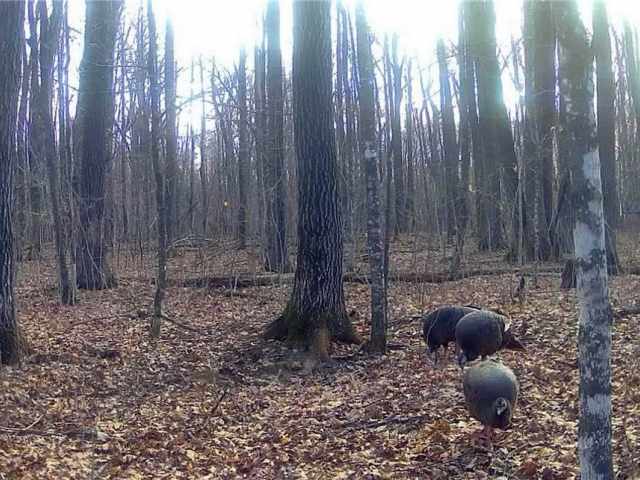 Rice Lake Land Real Estate