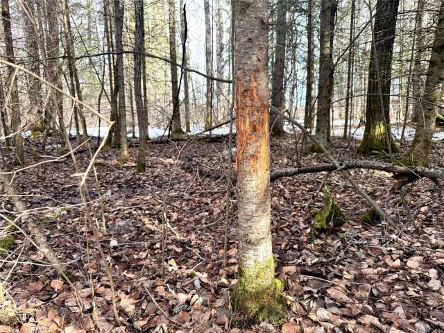 Prentice Land Real Estate