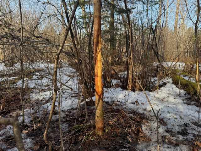 Prentice Land Real Estate