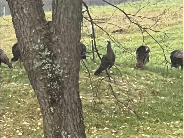 Maiden Rock Land Real Estate