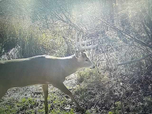 Ladysmith Land Real Estate