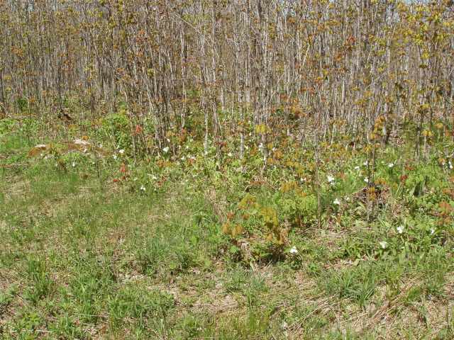 Glidden Land Real Estate