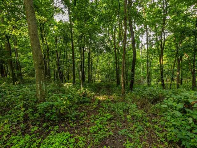 Mondovi Land Real Estate