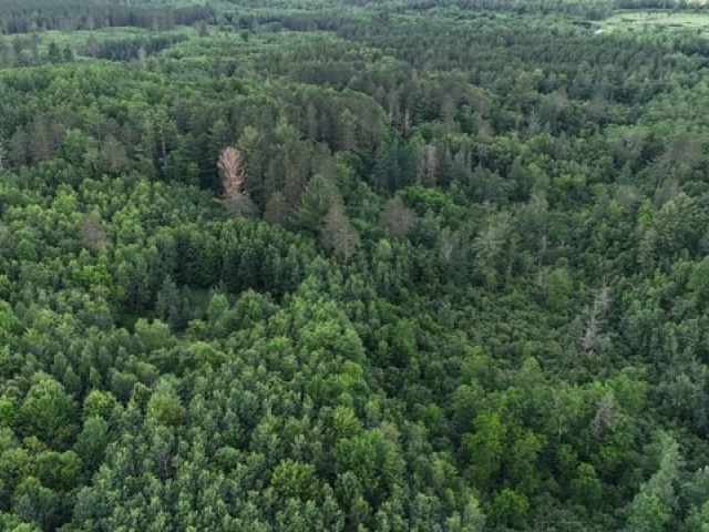 Springbrook Land Real Estate