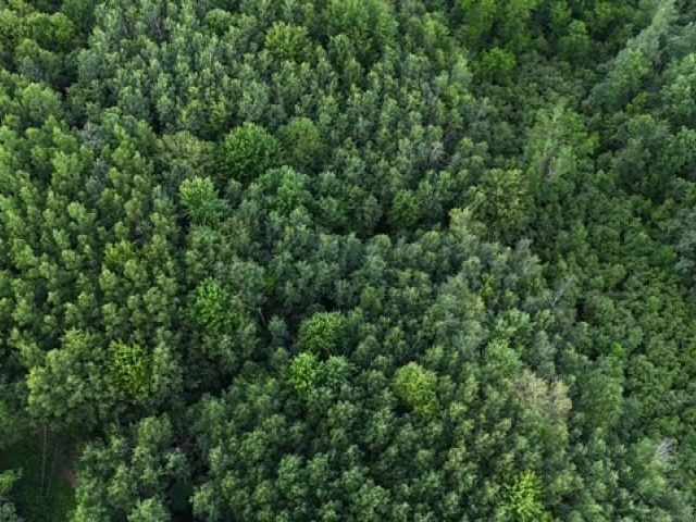 Springbrook Land Real Estate