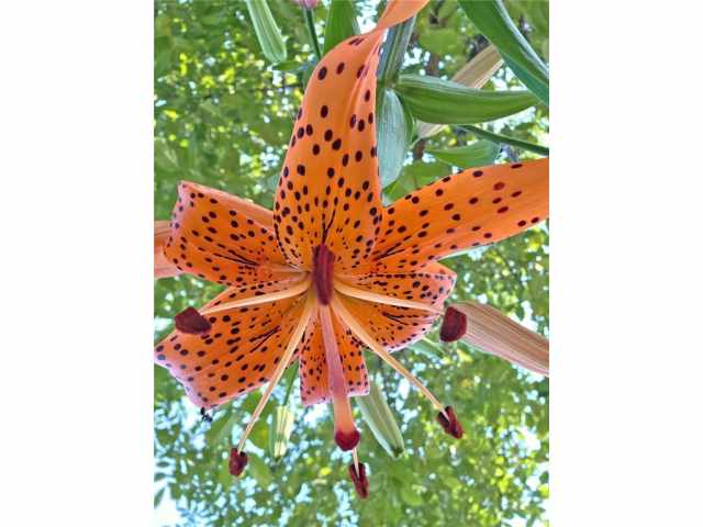 Amery Residential Real Estate