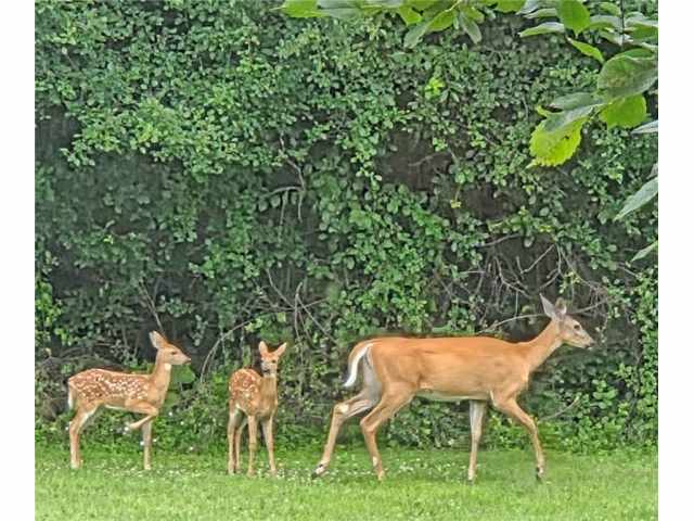 Amery Residential Real Estate