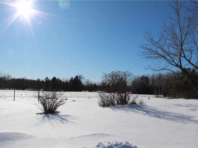 Siren Residential Real Estate