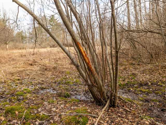 Neillsville Residential Real Estate