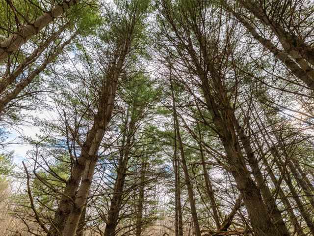 Neillsville Residential Real Estate