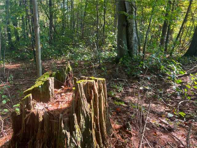 Black River Falls Land Real Estate