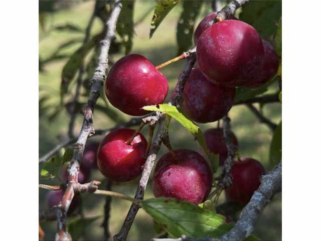 Frederic Residential Real Estate