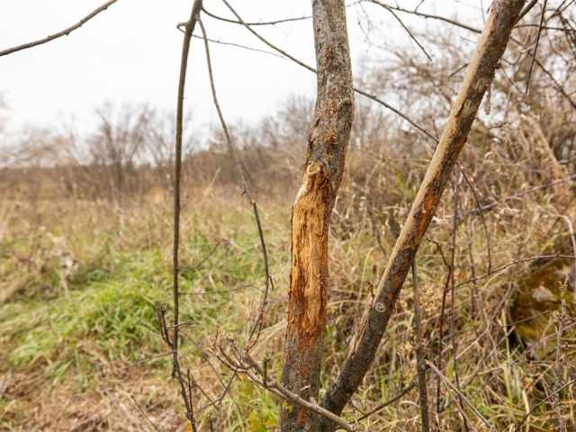 Osseo Land Real Estate