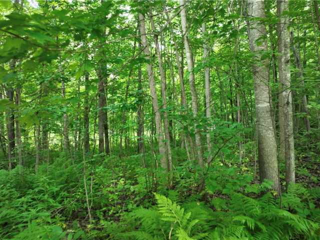 Rice Lake Land Real Estate