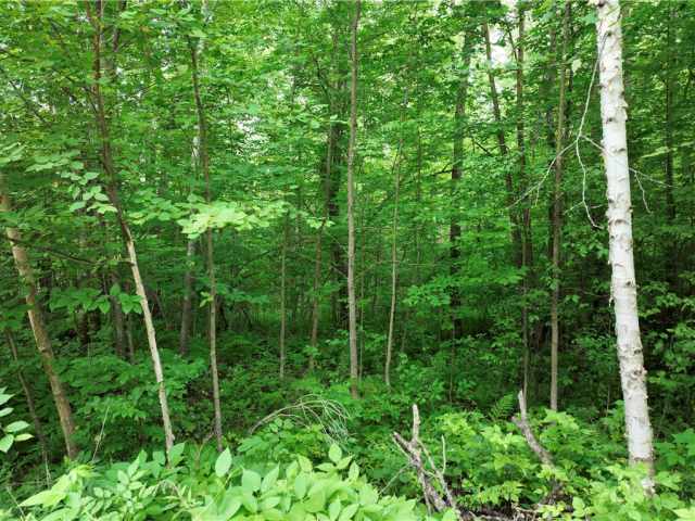 Rice Lake Land Real Estate