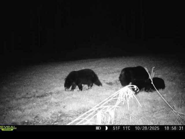 Holcombe Land Real Estate