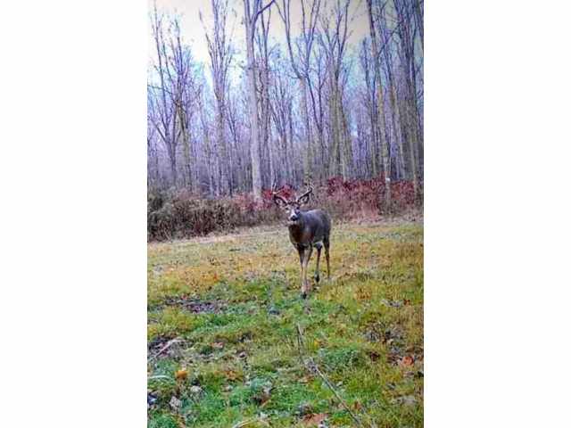 Holcombe Land Real Estate