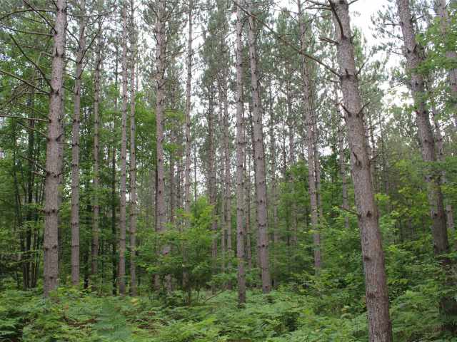 Neillsville Land Real Estate